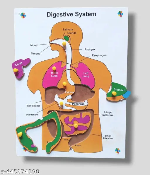 Wooden Human Body Digestive System Puzzle Board for Kids PRE Primary Education